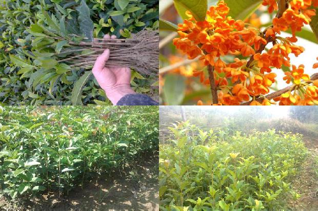 桂花树可以在河北室外种植吗1679023170663