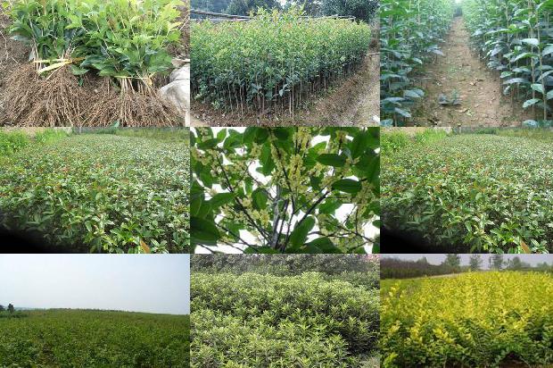 桂花树可以在河北室外种植吗1679023171199