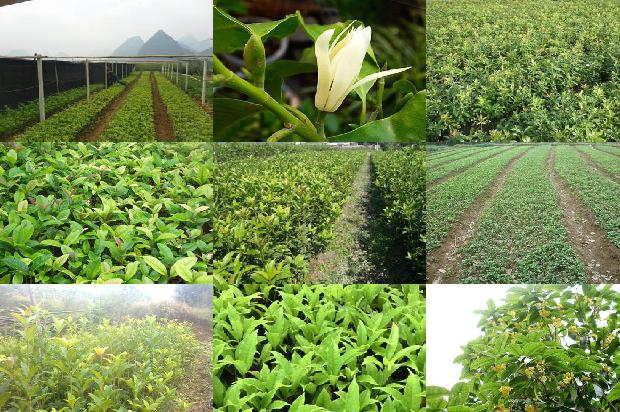 黄金桂花树简介茶1679023416106
