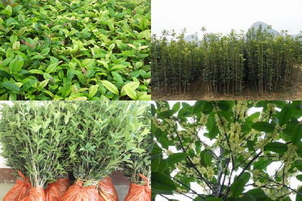 黄金桂花树简介茶1679023417598