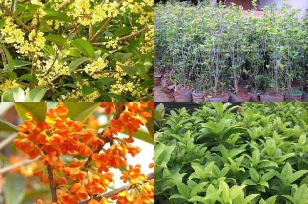 四季桂花几月份开花1679023847236