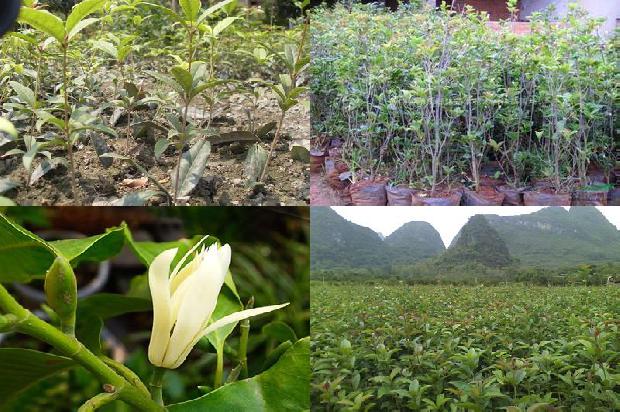 用桂花泡水喝有什么功效1679026767281