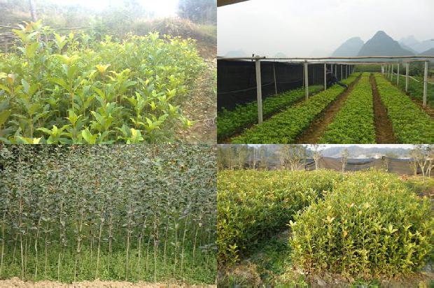 桂花怎么泡茶 桂花泡茶的方法1679027467599