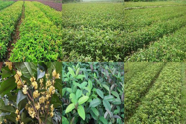 桂花怎么泡茶 桂花泡茶的方法1679027468044