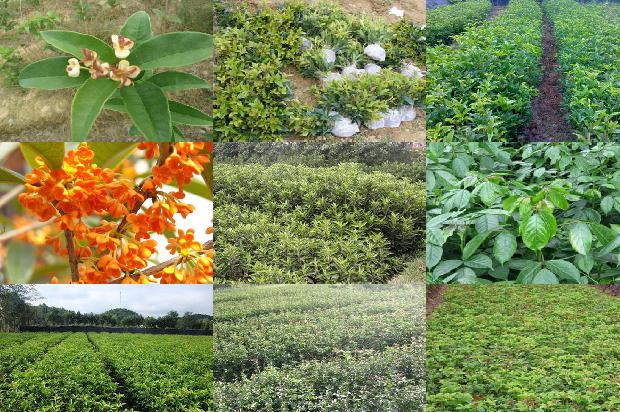 桂花摘下来可以直接泡茶吗1679027893019