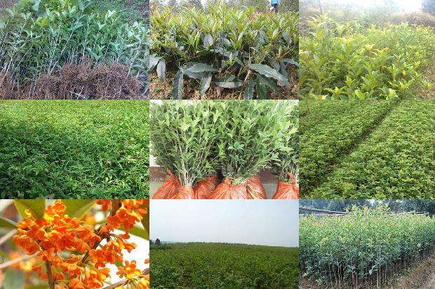 桂花和什么茶叶一起泡更好1679029892943