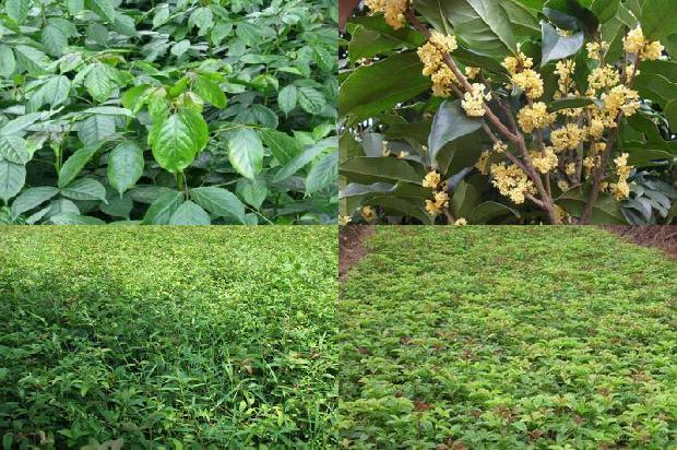 桂花和什么茶叶一起泡更好1679029892991