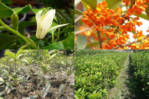 桂花和什么茶叶一起泡更好1679029893039