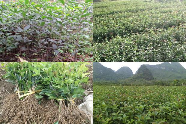 喝桂花茶有什么好处和坏处1679029937818