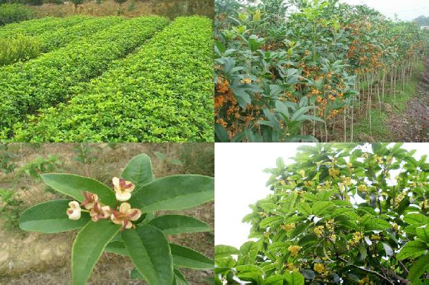 丁香桂花茶一天喝多少量1679030141110