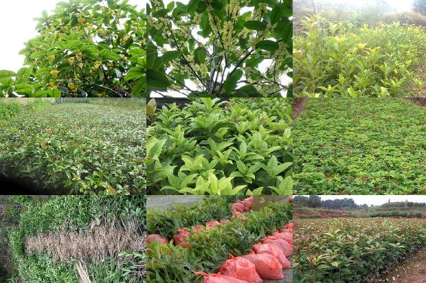丁香桂花茶一天喝多少量1679030141206