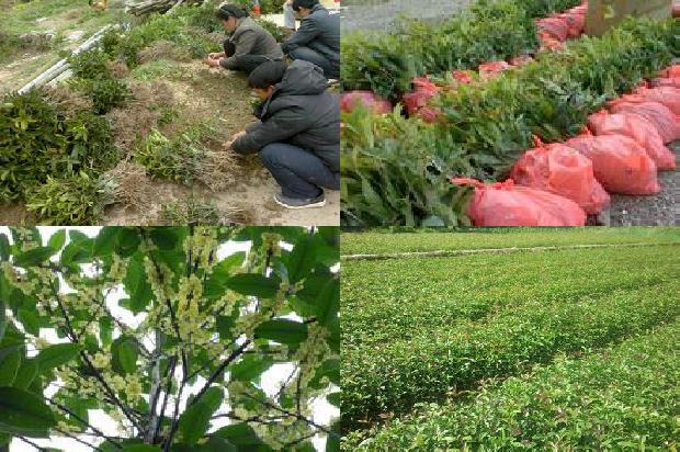 丁香桂花茶可以加蜂蜜吗1679030180854