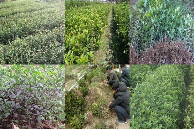 丁香桂花茶可以加蜂蜜吗1679030180902