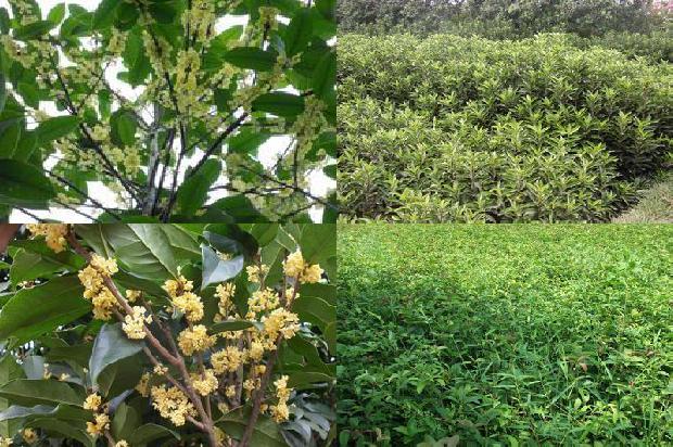 桂花树成树价格多少钱1689898863631