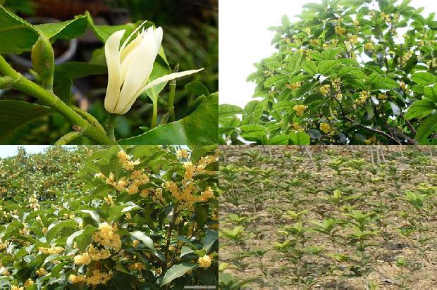 桂花搭配什么茶最好呢1679030391829