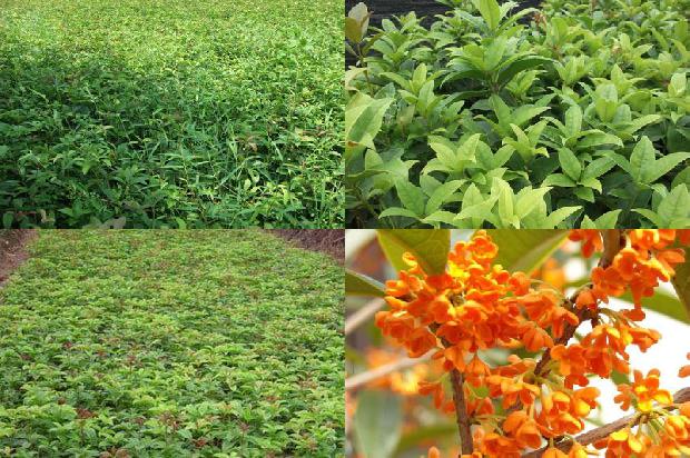 桂花一年开三次花的寓意1690504309844
