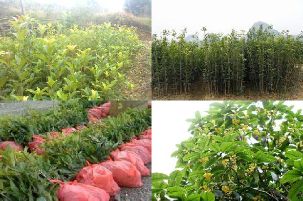 来姨妈时可以喝桂花茶吗?1679030824326