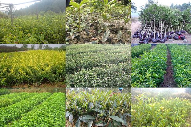 来姨妈时可以喝桂花茶吗?1679030824373