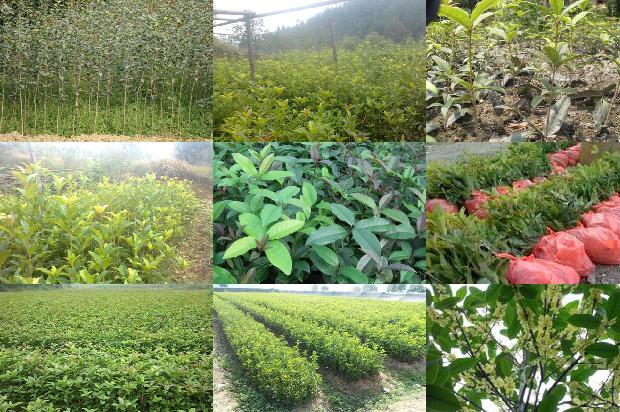 来姨妈时可以喝桂花茶吗?1679030824420
