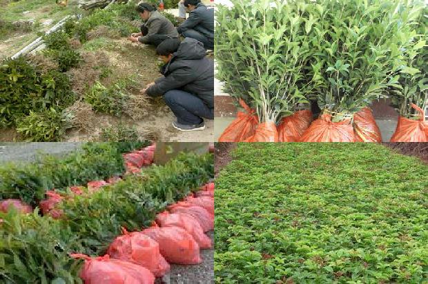 桂花和菊花金银花一起喝有什么功效1679031253067