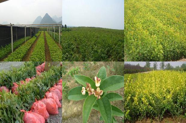 桂花树10公分长多久能开花1690072838603