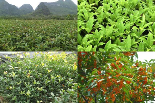 桂花枸杞陈皮茶有什么功效1679032165252