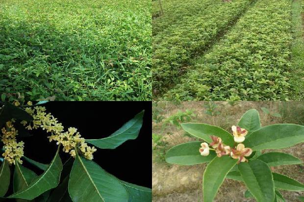 桂花什么时间种植合适北方1688606130632