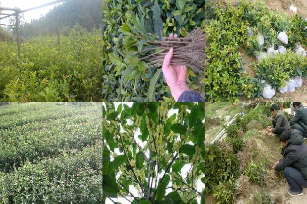 桂花的香味浓淡与天气有关吗?1679032985427