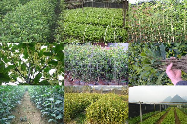 桂花什么时间种植最好活1688605138218