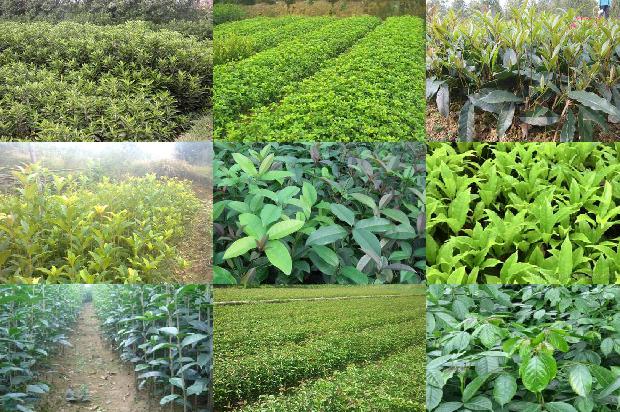 桂花栽培和种植方法1690591427187