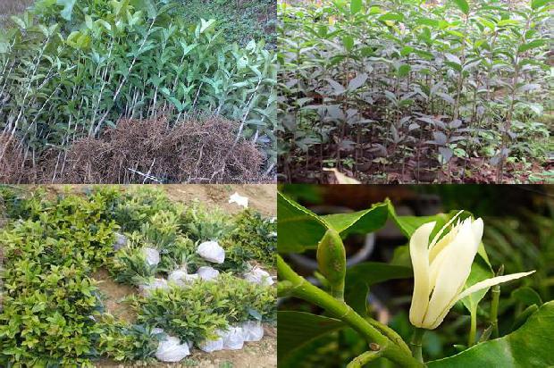 桂花香包的桂花需要怎么处理1679034205860