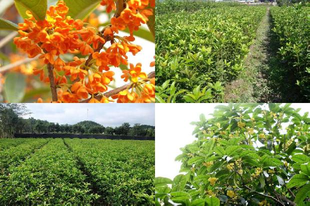 桂花茶的功效与作用禁忌人群1679035011326