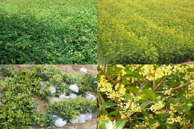 桂花树施肥时间是农历吗还是公历1690677419049