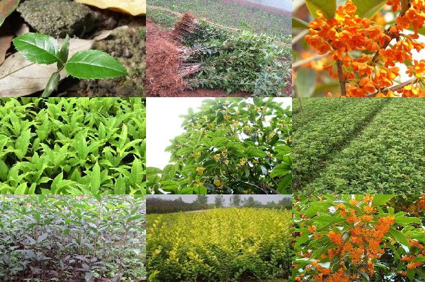 桂花的功效与作用花茶1679035293707