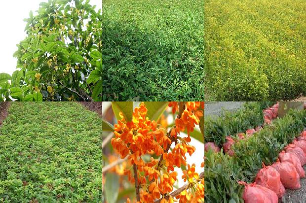 桂花茶对胃好吗1679035547991