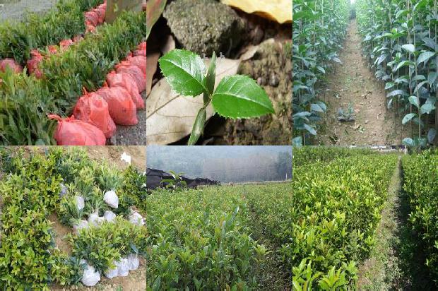 孕妇可以喝桂花茶吗1679035646011