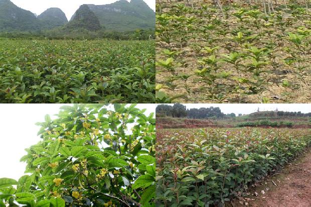 桂花黑乌龙茶的功效与作用1679098126274