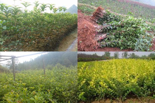 桂花可以和黑茶搭配吗?1679098746598