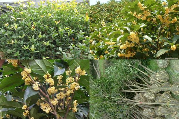 桂花茶适合所有人吗1679099084081