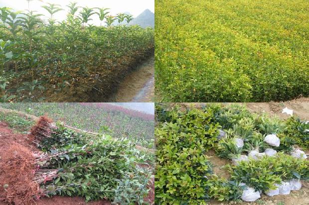 桂花茶适合所有人吗1679099084128