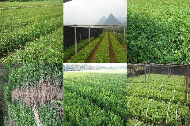 桂花茶适合所有人吗1679099084176