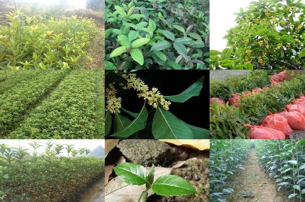 怎样做桂花茶叶1679099306396