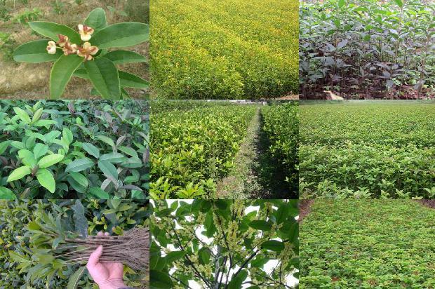 怎样做桂花茶叶1679099306444