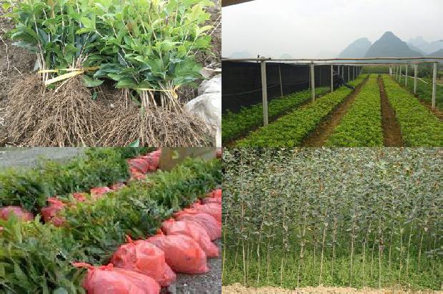 桂花乌龙茶的副作用1679099685823