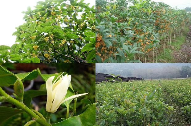 桂花泡茶有什么功效与作用1679099900925