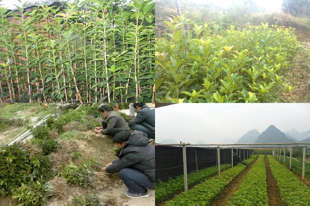 桂花乌龙茶属于什么茶系列1679100390065