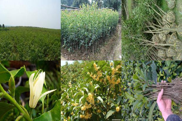 桂花乌龙茶属于什么茶系列1679100390203