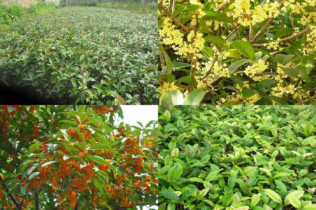 桂花乌龙茶哪个牌子好1679100438000