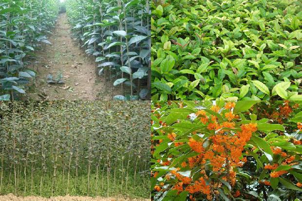 桂花乌龙茶用什么乌龙茶1679100584871