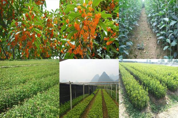 桂花乌龙茶下火吗1679100741236